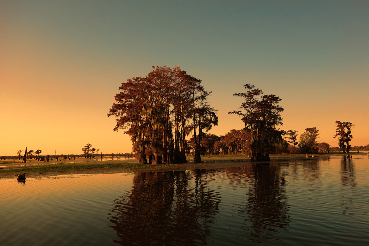 bayou-and-cypress-trees